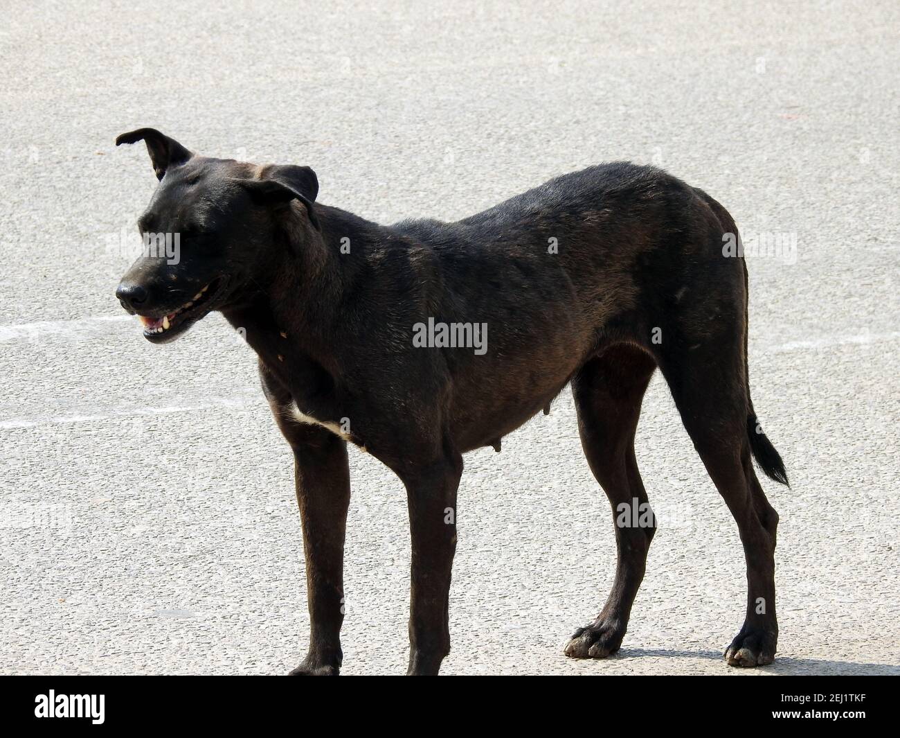 A female black street dog with dog fleas and ticks on its body, a black stray Egyptian female dog, Fleas and ticks on a street dogs. Stock Photo