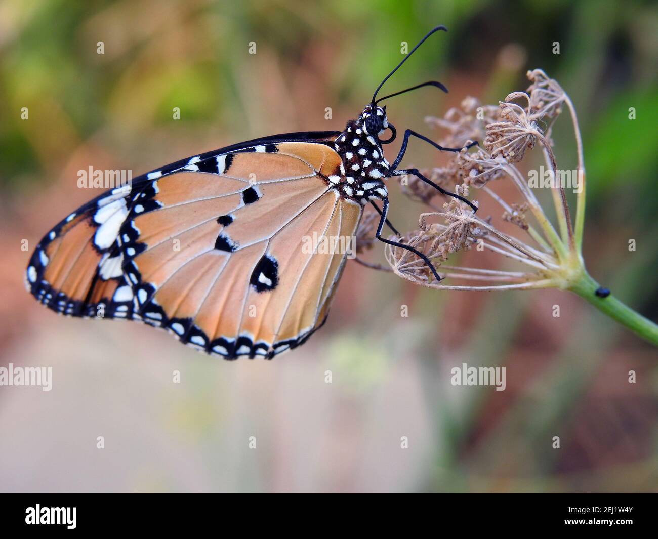 a close up view of a butterfly, Danaus chrysippus butterfly also known as plain tiger, African queen, or African Monarch consumes a plant Stock Photo