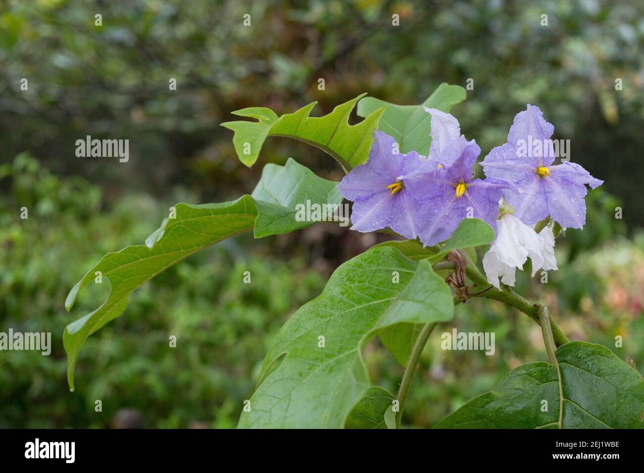 Solanum macranthum - potato tree. Stock Photo