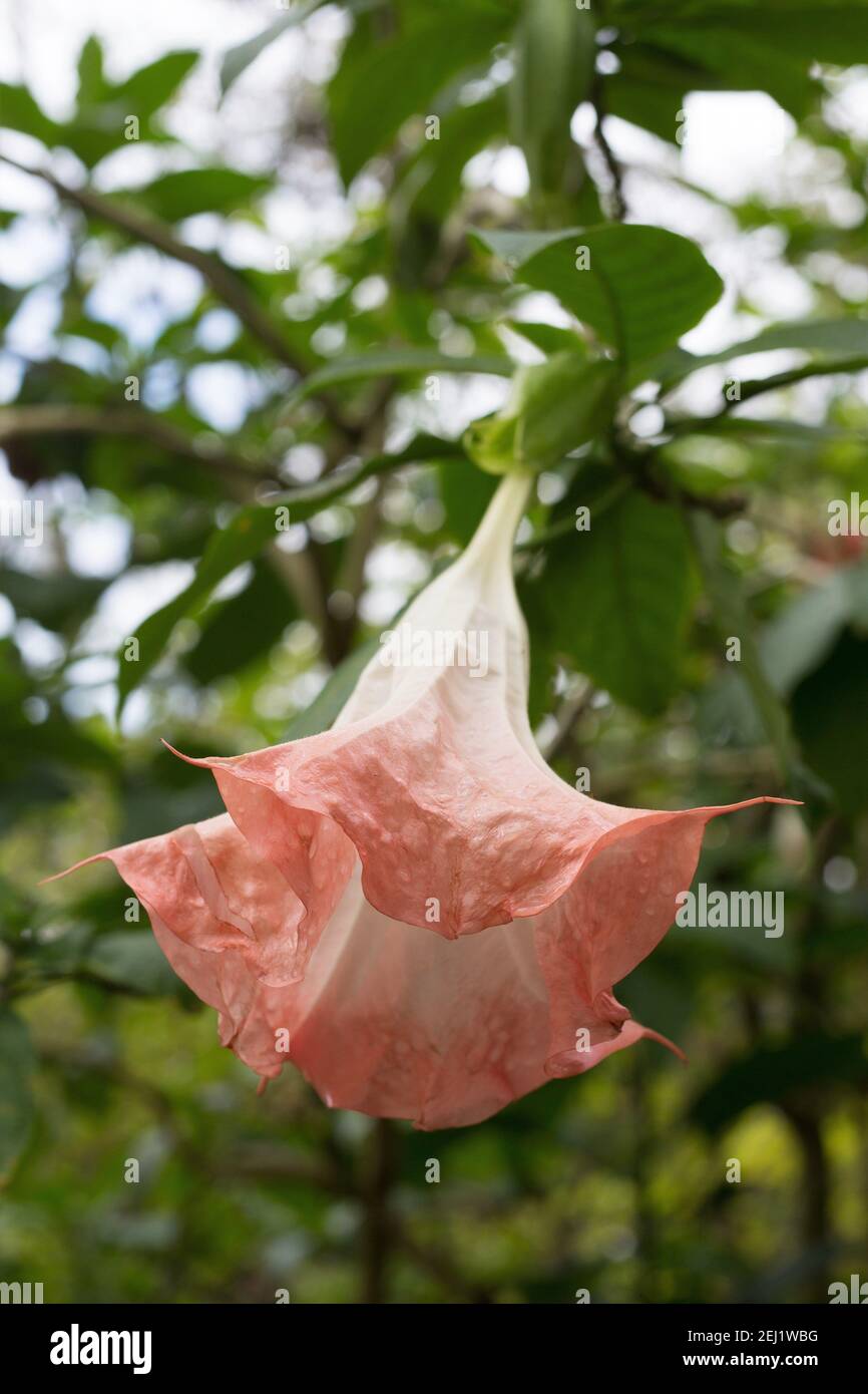 Brugmansia suaveolens angel's trumpet flower Stock Photo Alamy