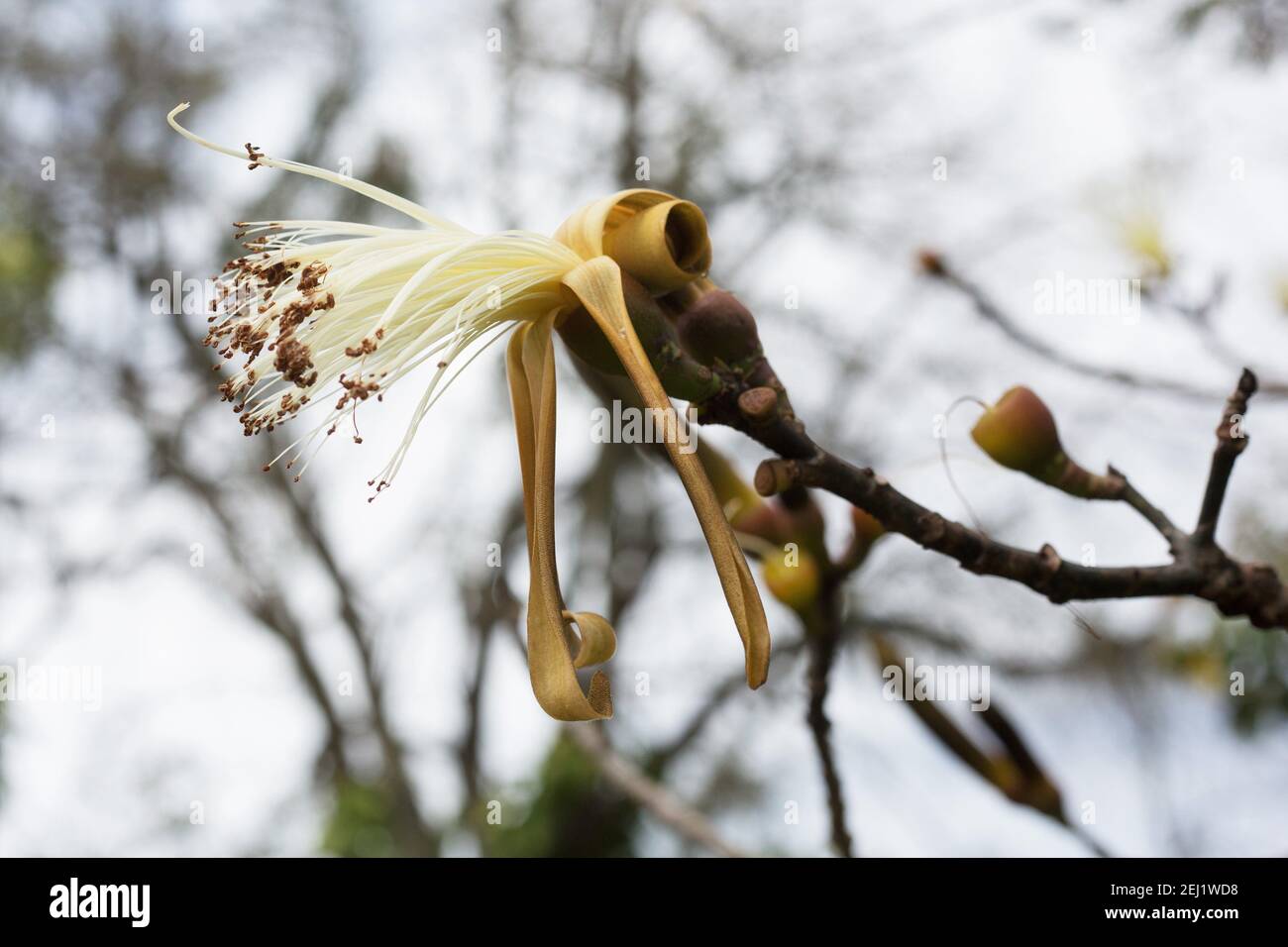 Pseudobombax ellipticum 'album' - shaving brush tree. Stock Photo