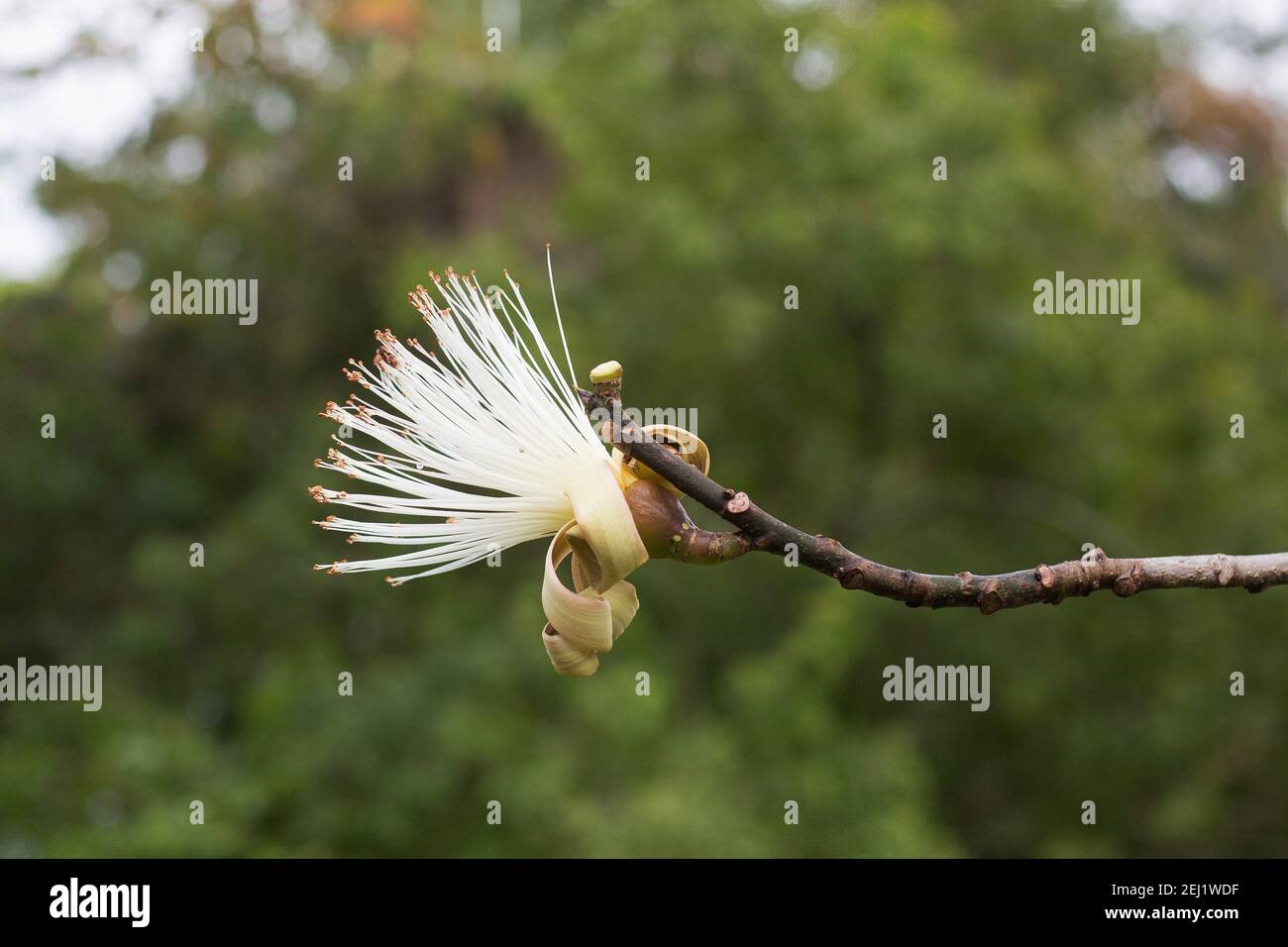 Pseudobombax ellipticum 'album' shaving brush tree Stock Photo Alamy