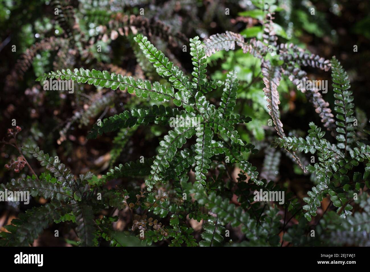 Adiantum hispidulum - bronze Venus maidenhair fern. Stock Photo
