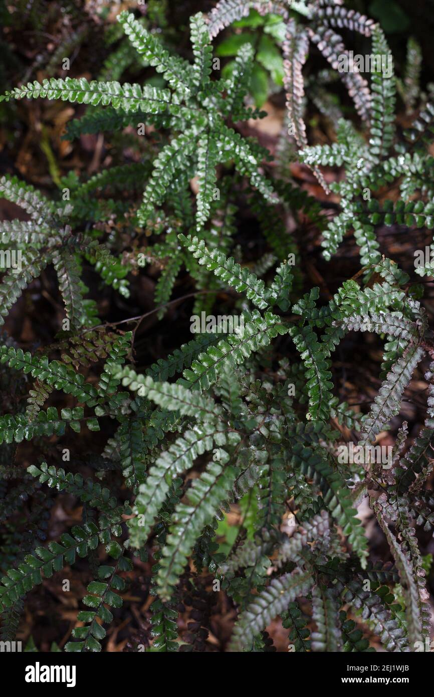 Adiantum hispidulum - bronze Venus maidenhair fern. Stock Photo