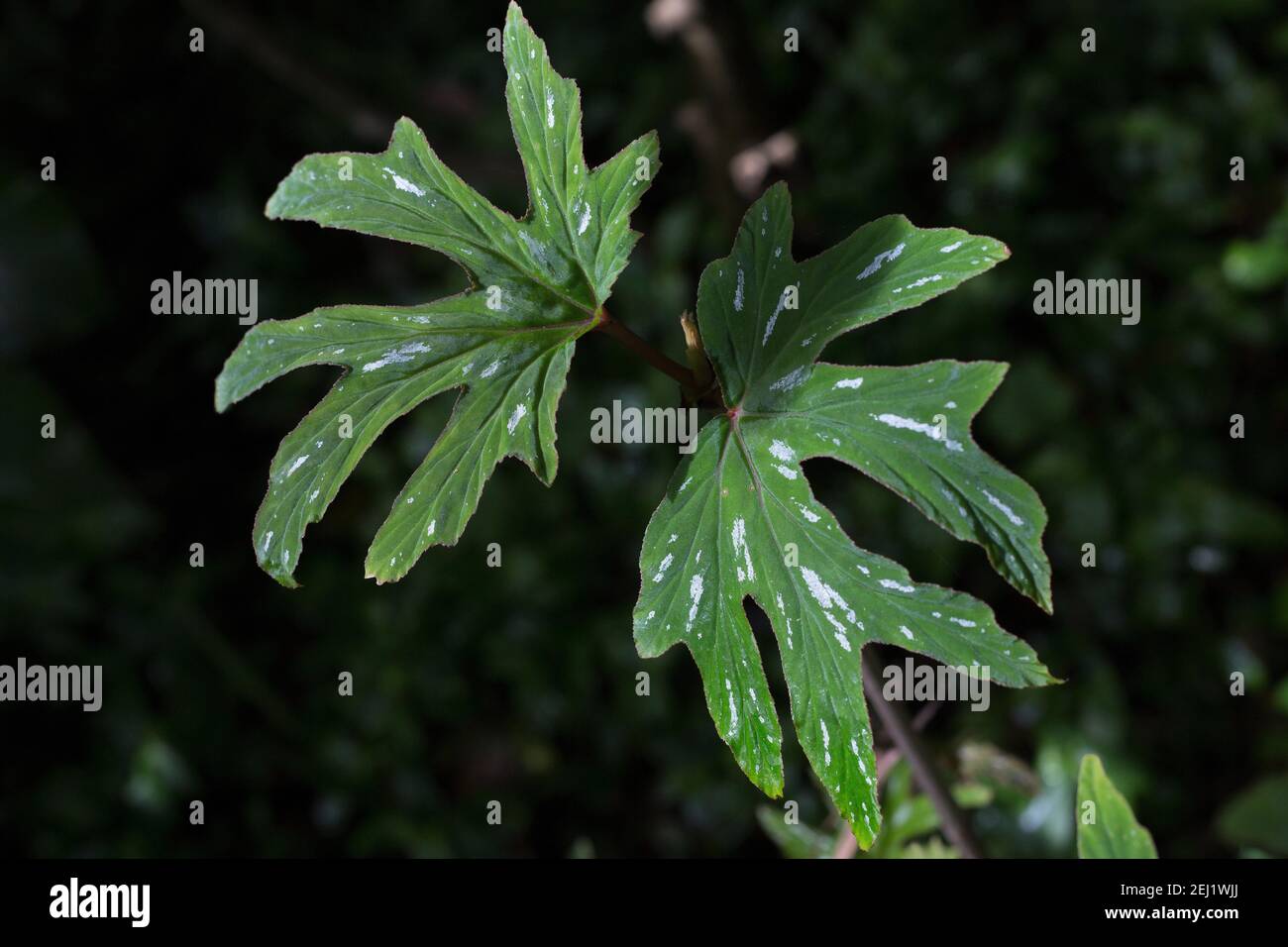 Begonia aconitifolia 'sceptrum'. Stock Photo