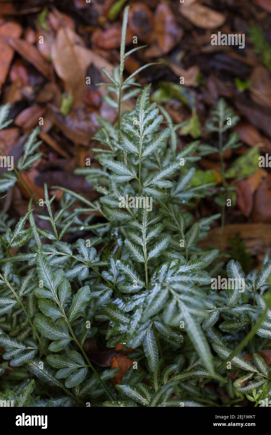 Pteris cretica 'Albolineata' - silver ribbon fern. Stock Photo