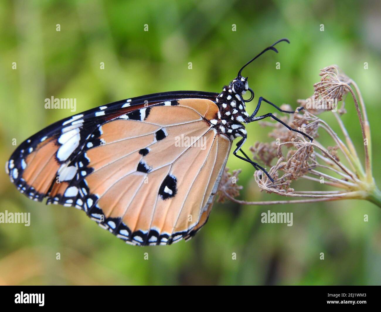 a close up view of a butterfly, Danaus chrysippus butterfly also known as plain tiger, African queen, or African Monarch consumes a plant Stock Photo
