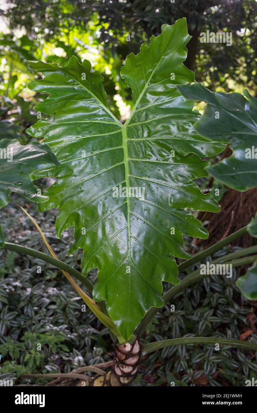 Philodendron X Evansii Stock Photo Alamy