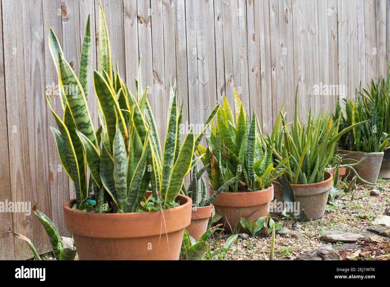 amaryllis topfpflanze pflege Amaryllis