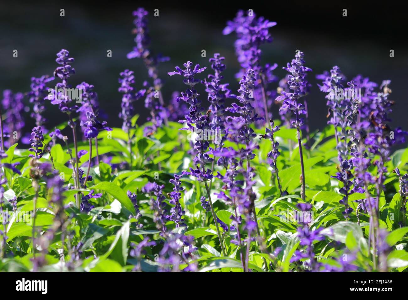 photo of blue salvia flower in the garden Stock Photo