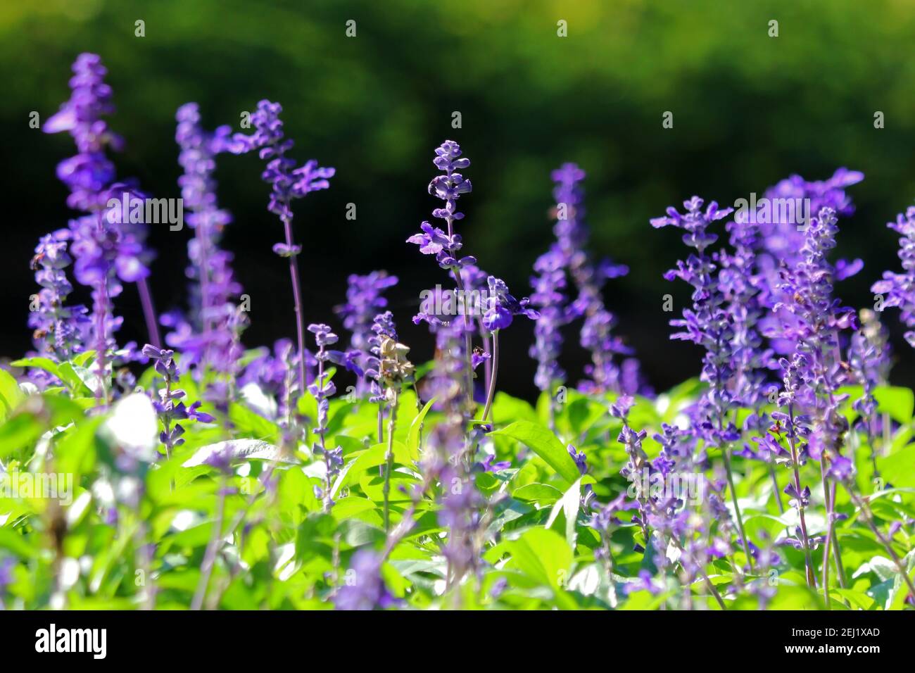 Salvia officinalis blossom hi-res stock photography and images - Alamy