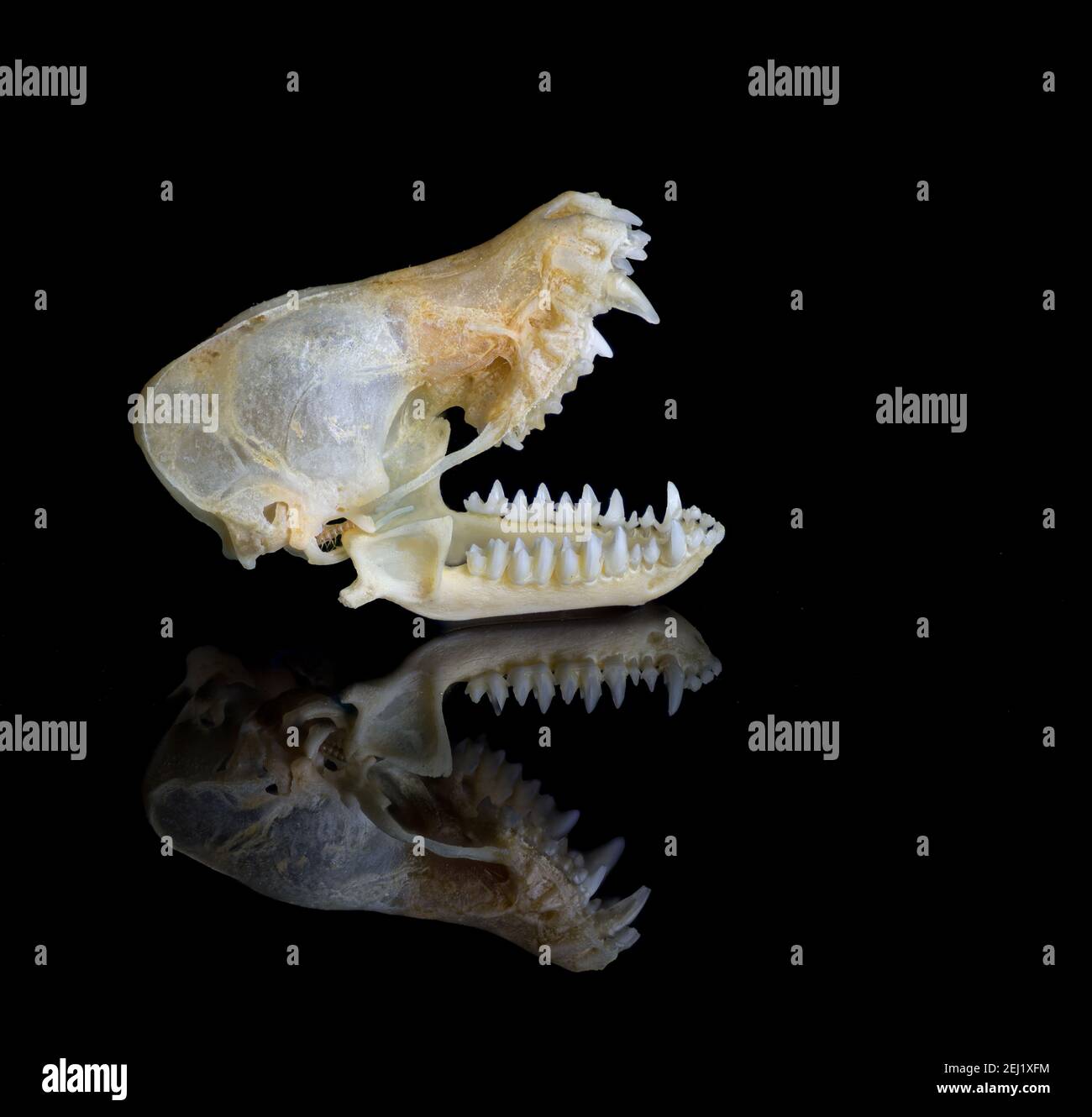 Little brown bat hi-res stock photography and images - Alamy