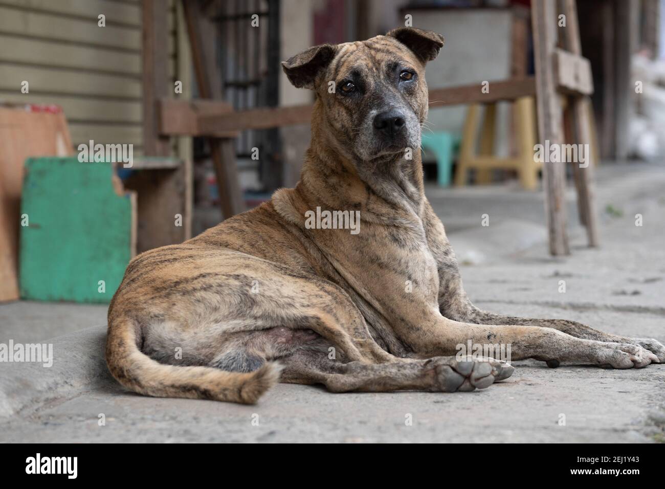 Suspicioun hires stock photography and images Alamy