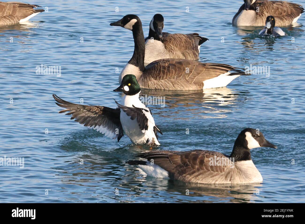 Goldeneye flapping and preening in flock of Canada Geese Stock Photo