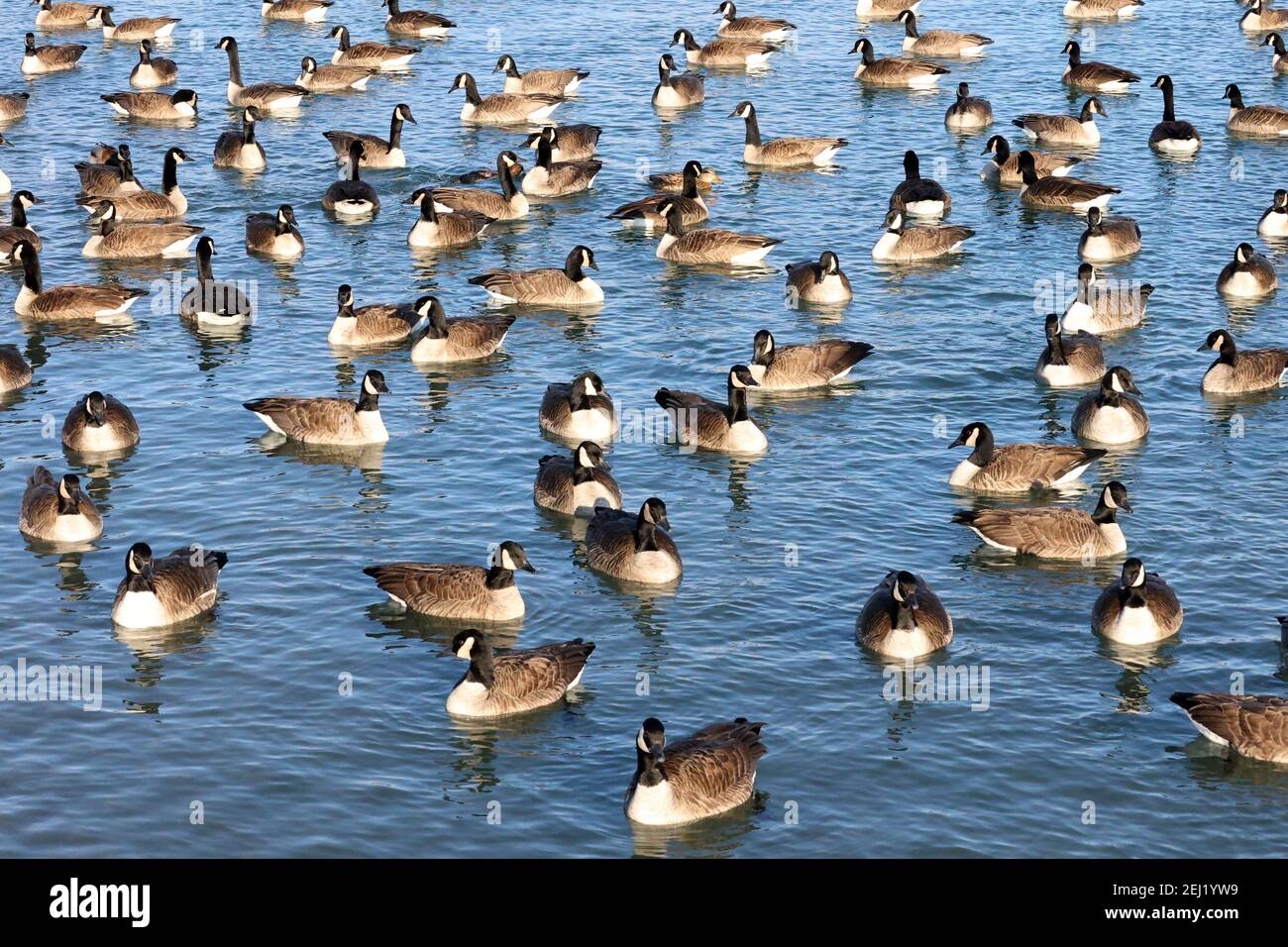 Canada goose in large flock at harbour for winter Stock Photo