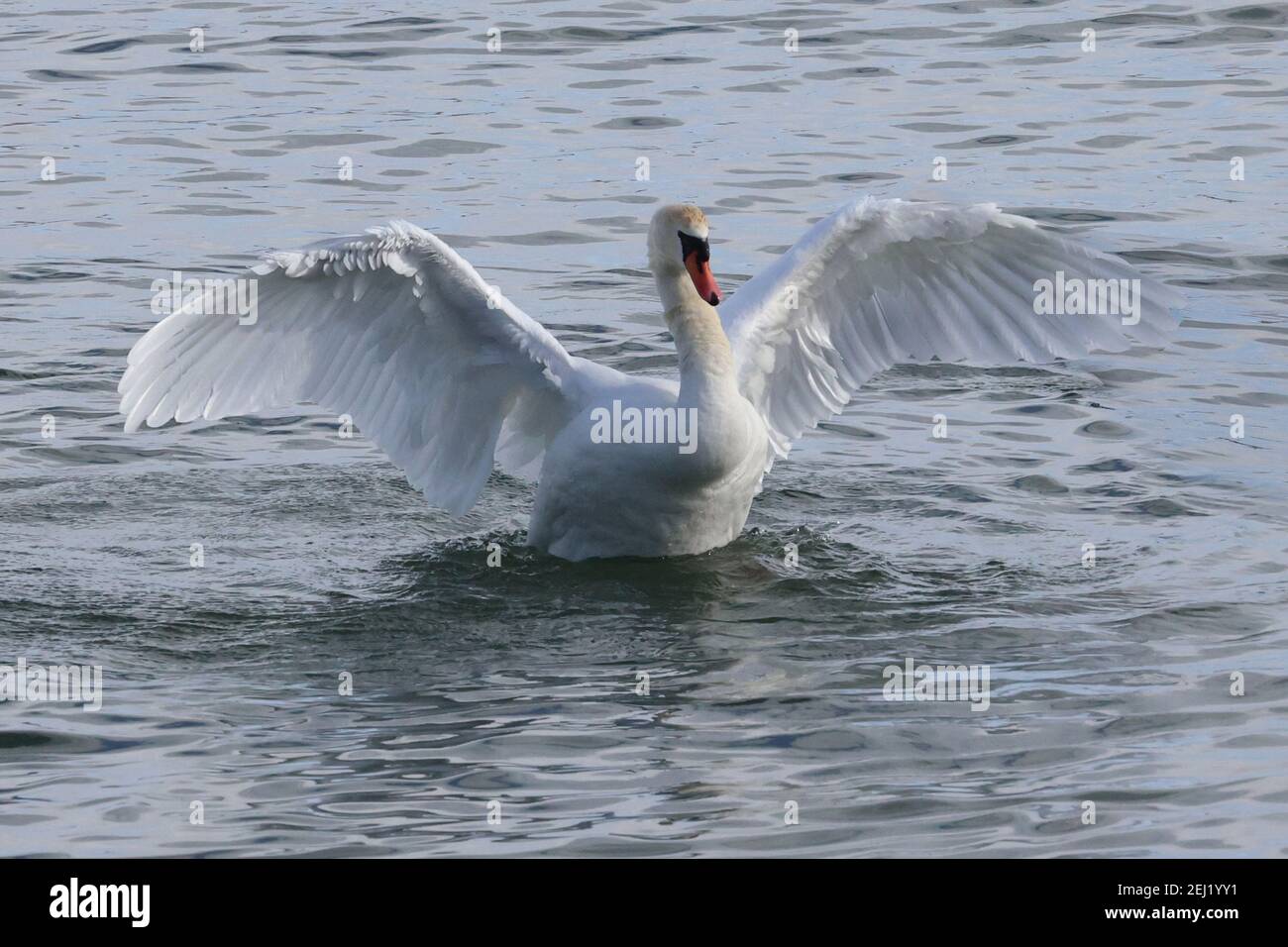 Trumpeter and Mute swans on the lake in winter Stock Photo