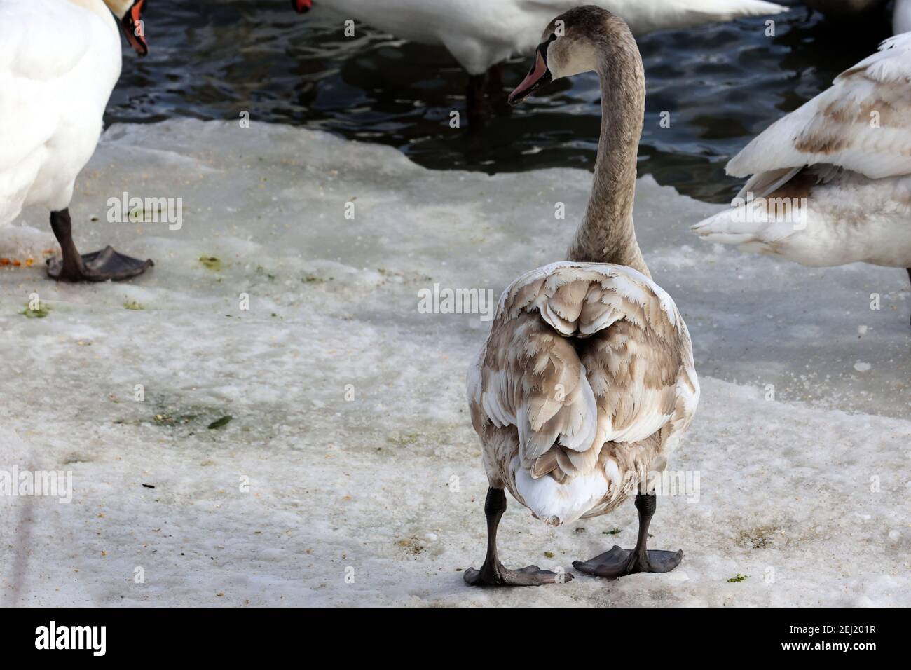 Trumpeter and Mute swans on the lake in winter Stock Photo