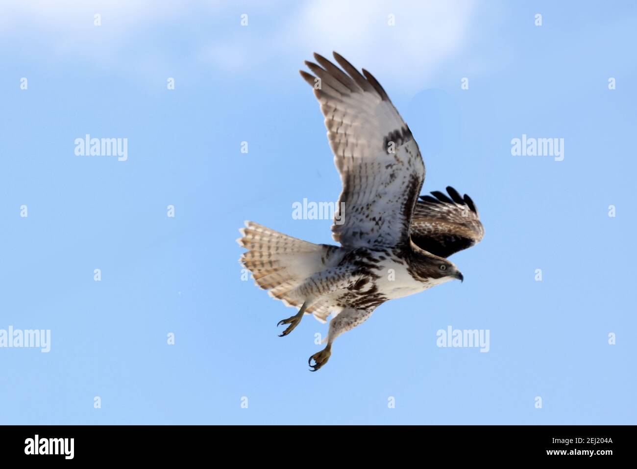 Red Tailed hawk in winter bright sunny day Stock Photo