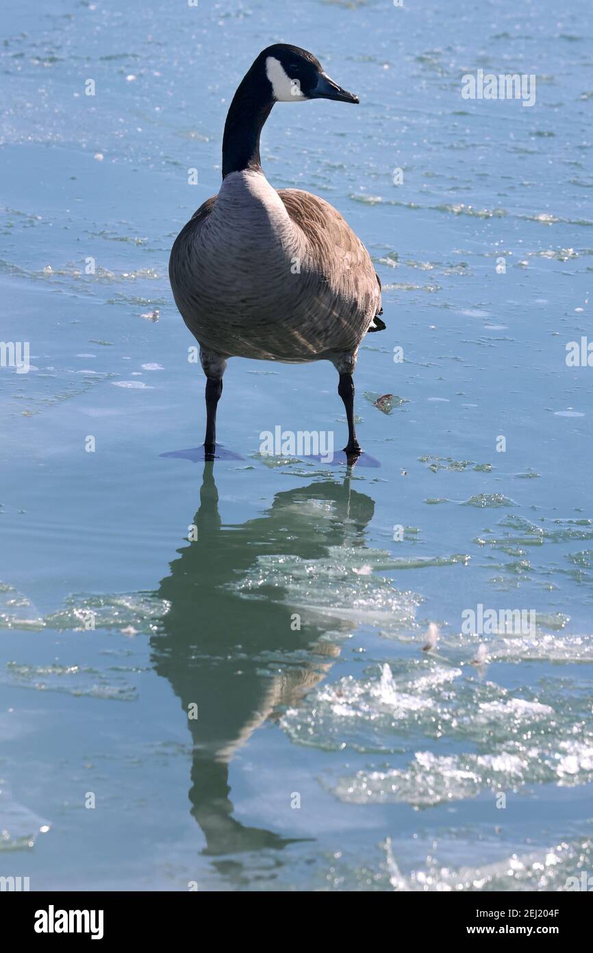 Canada Goose at the lake in winter Stock Photo