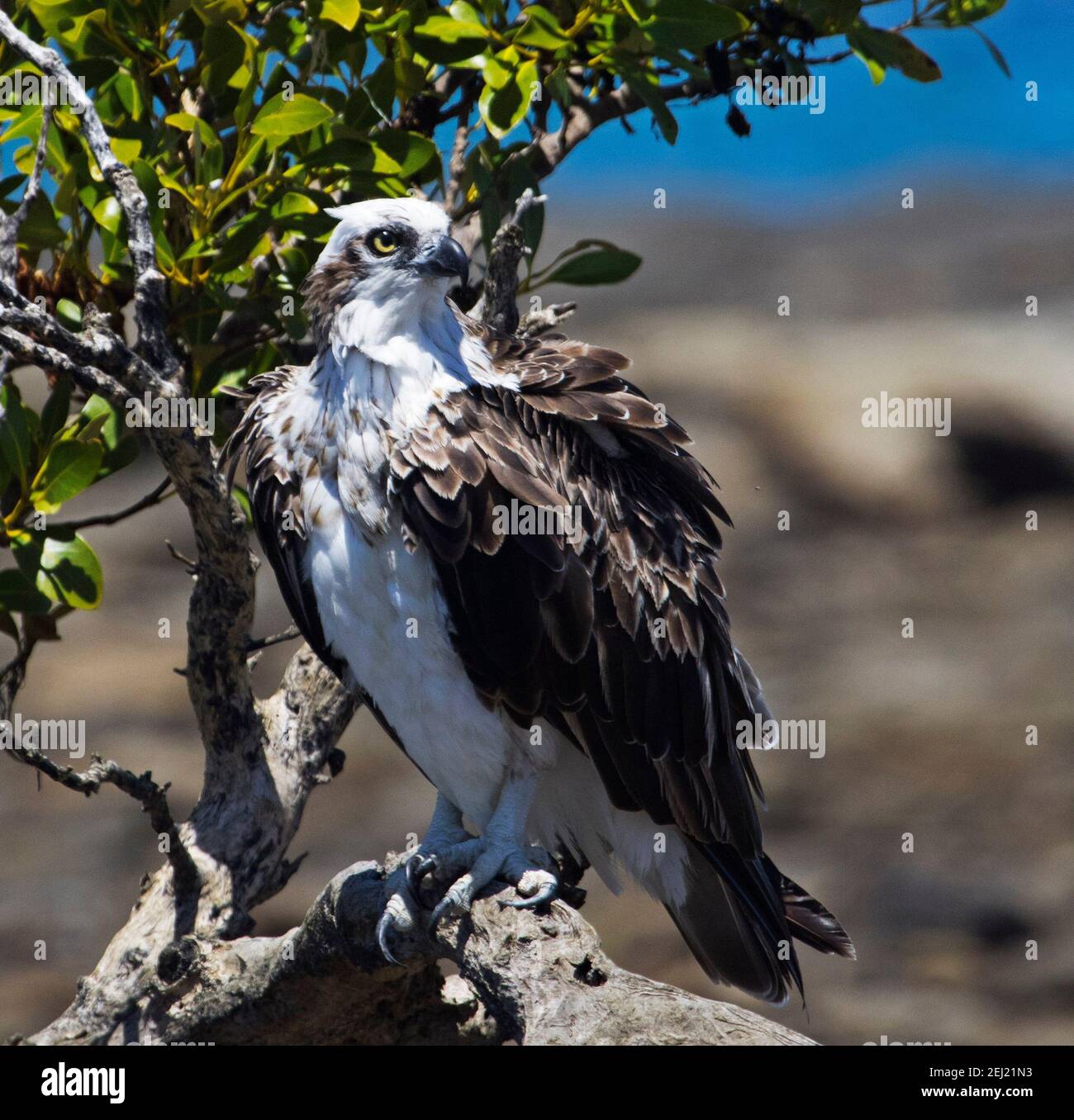 Australian Eastern Osprey, Pandion cristatus, with alert expression,gleaming golden eyes and huge talons, perched on branch of mangrove tree Stock Photo