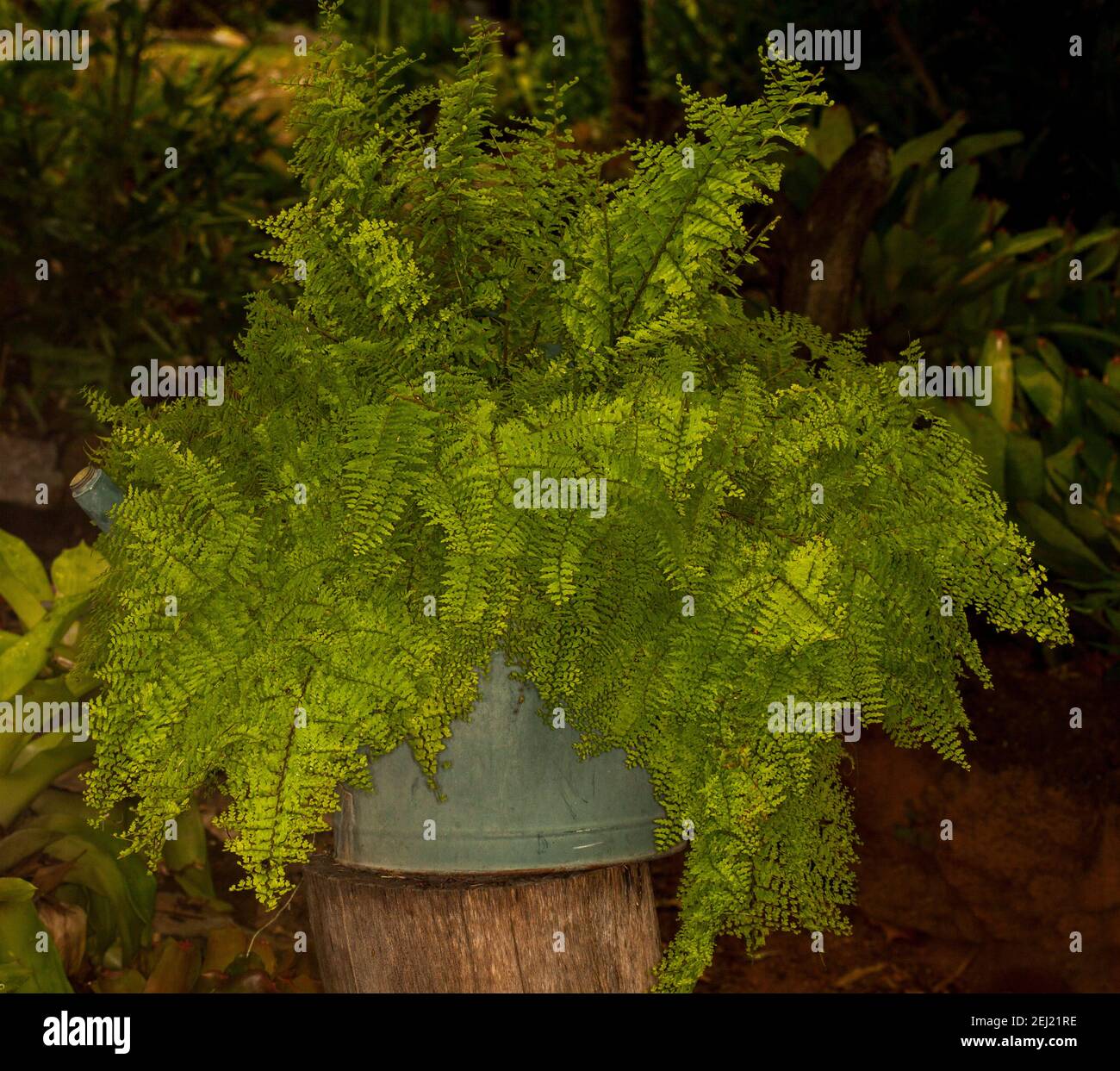Vivid green Nephrolepsis fern with luxuriant  delicate lacy fronds, growing in a container, a recycled old metal watering can. Stock Photo