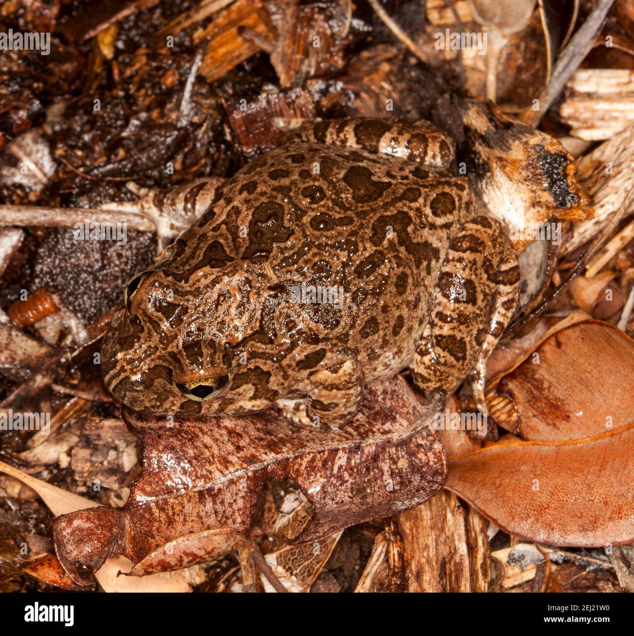 Brown Australian Ornate Burrowing Frog, Platyplectrum ornatum, perfectly camouflaged among dead leaves and bark in a garden bed in Queensland. Stock Photo