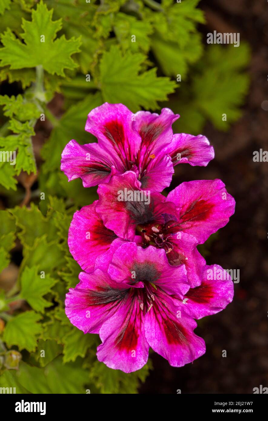 Stunning vivid magenta red  and black flowers and green foliage of Regal Pelargonium, a shrubby perennial, a member of the Geraniaceae family Stock Photo