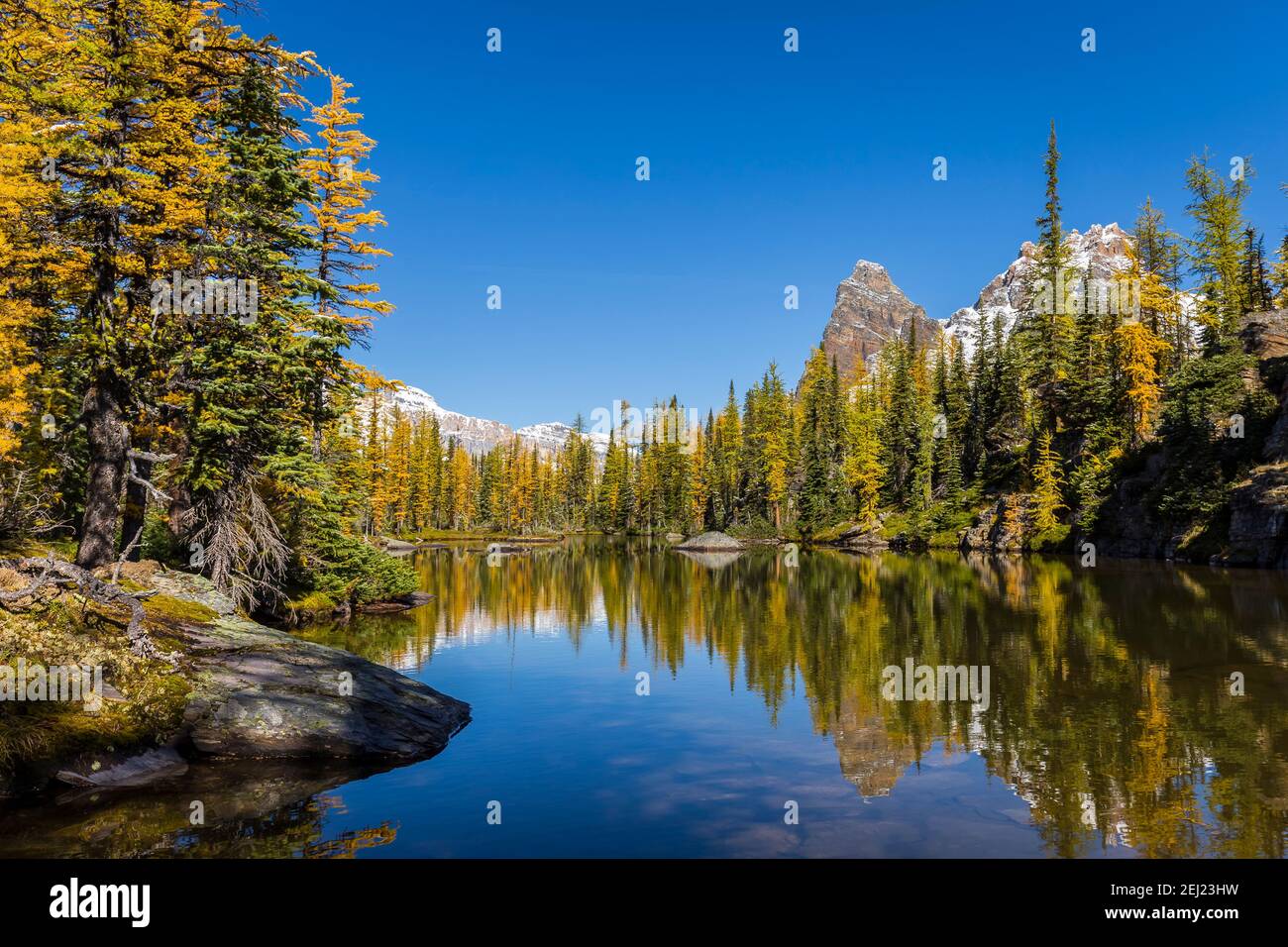 Peaceful autumn landscape of a pond with yellow, gold and green larch tress reflected on calm water, mountains with snow under a blue sky, Canada Stock Photo