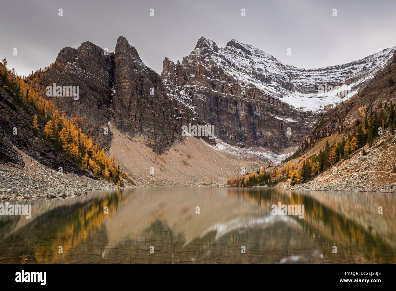 Mountain peaks with snow during fall, rocks, yellow and green larches along a lake with clear reflections under a gray sky. Lake Louis, Banff, Canada Stock Photo