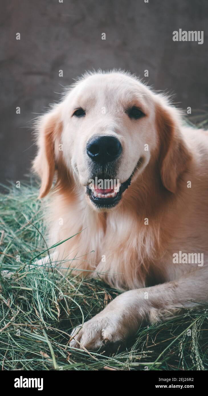 Cute Golden Retriever Dog Smiling, Laying down on the grass Stock Photo ...