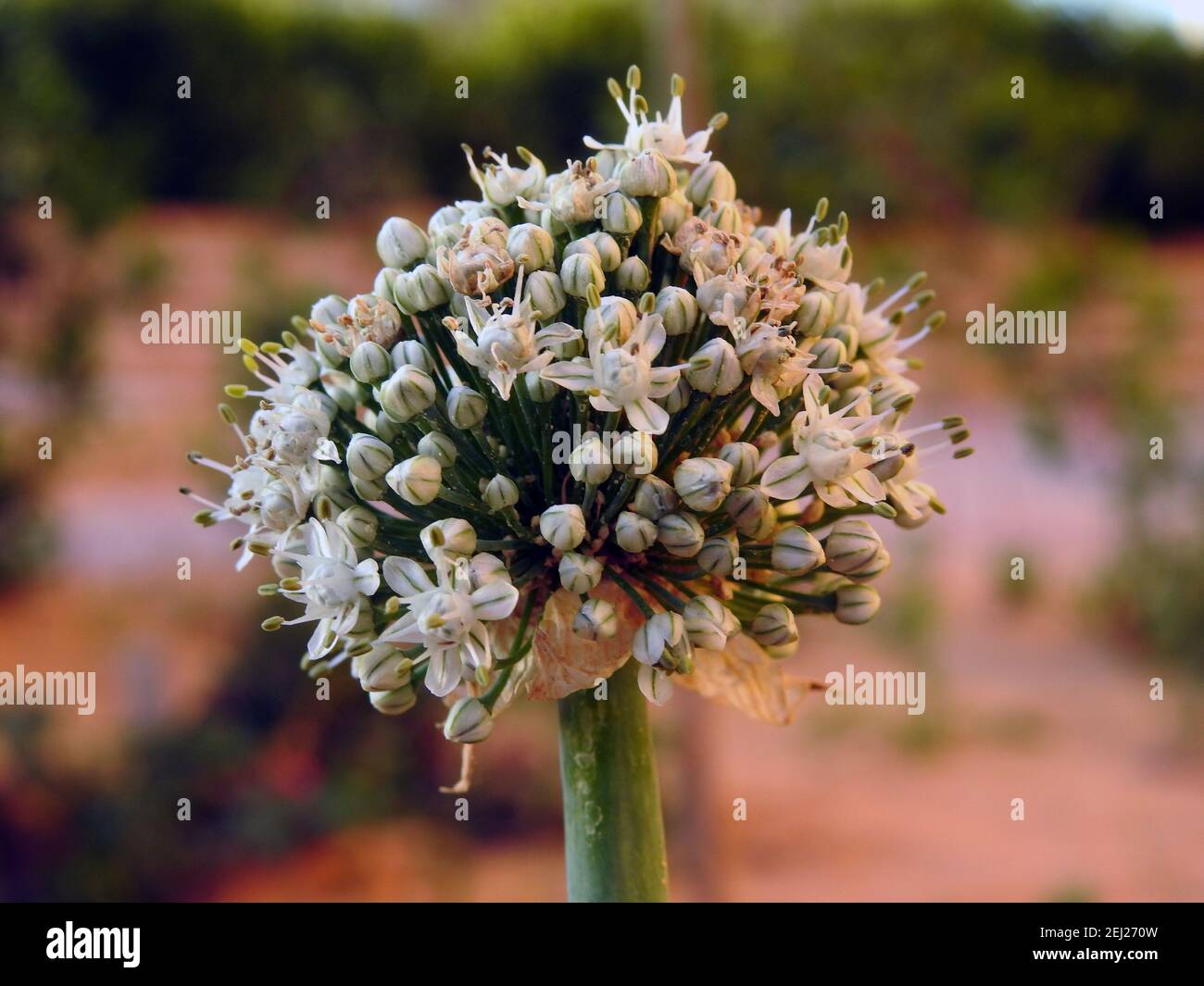 Onion bolting, Flowering or bolting onions setting seed, onion blooming