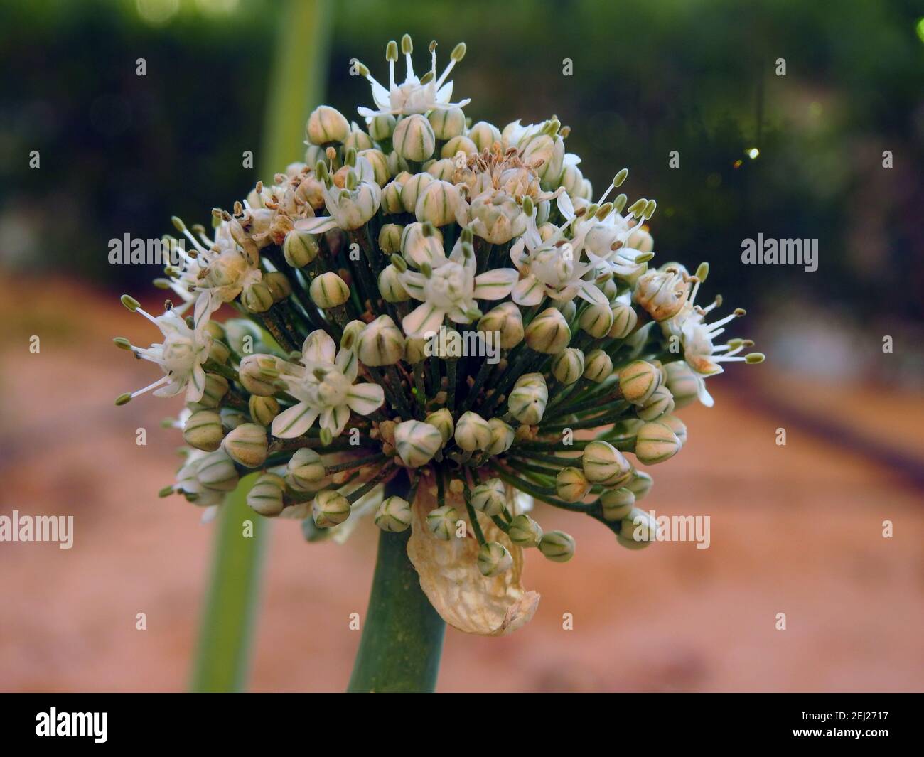 Bolting hires stock photography and images Alamy