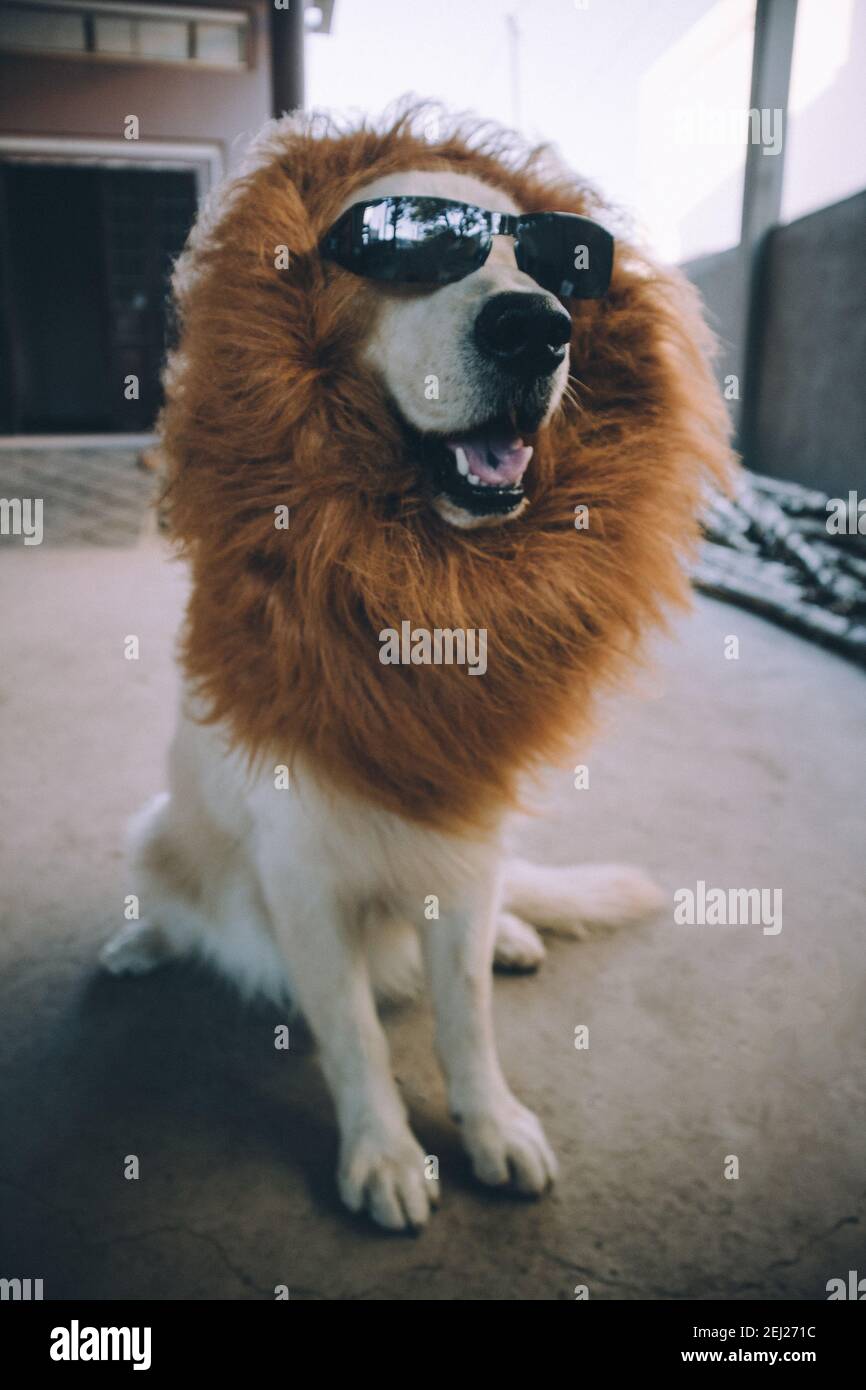 Golden retriever dog wearing a lion mane costume and sunglasses Stock