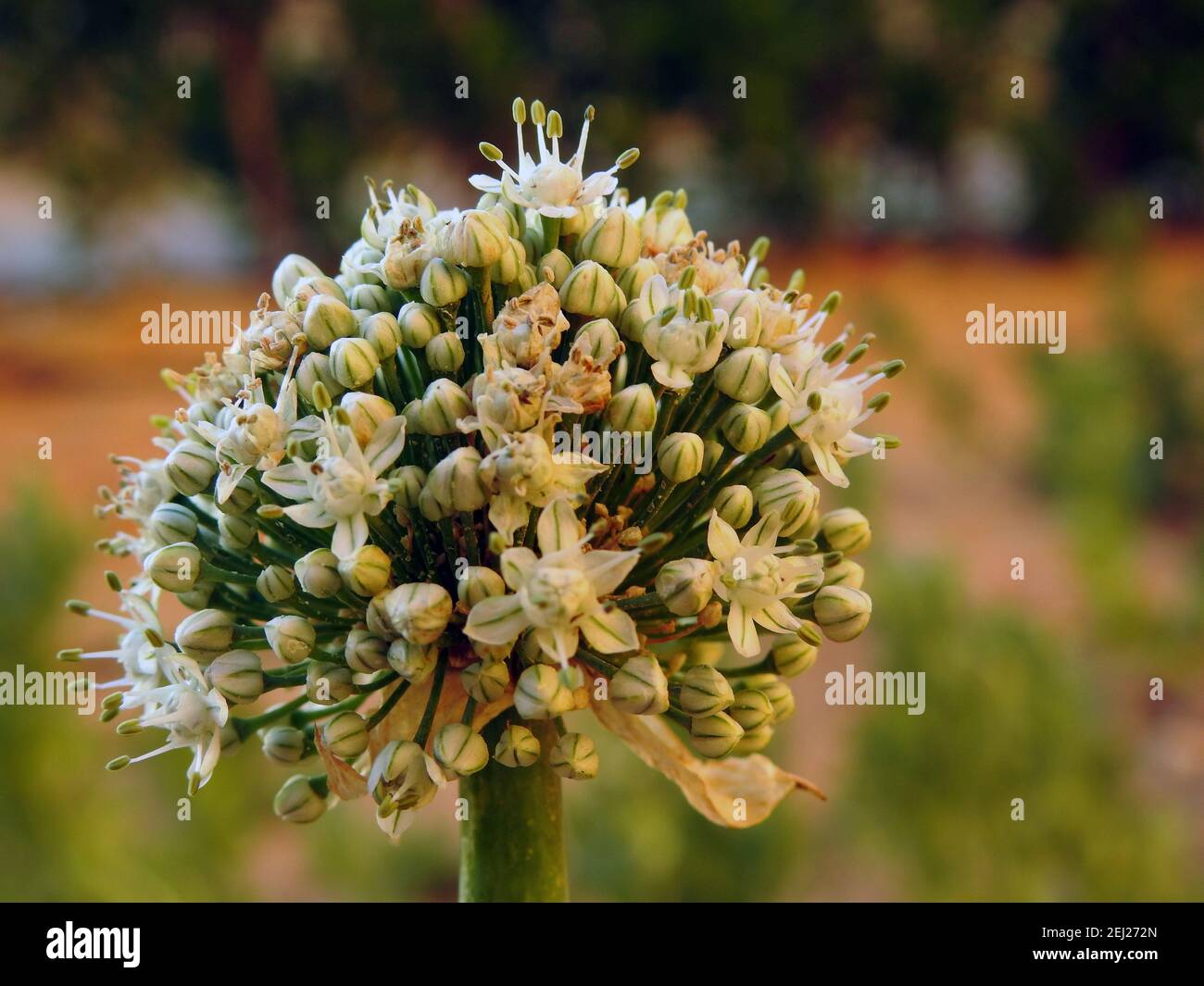 Onion bolting, Flowering or bolting onions setting seed, onion blooming