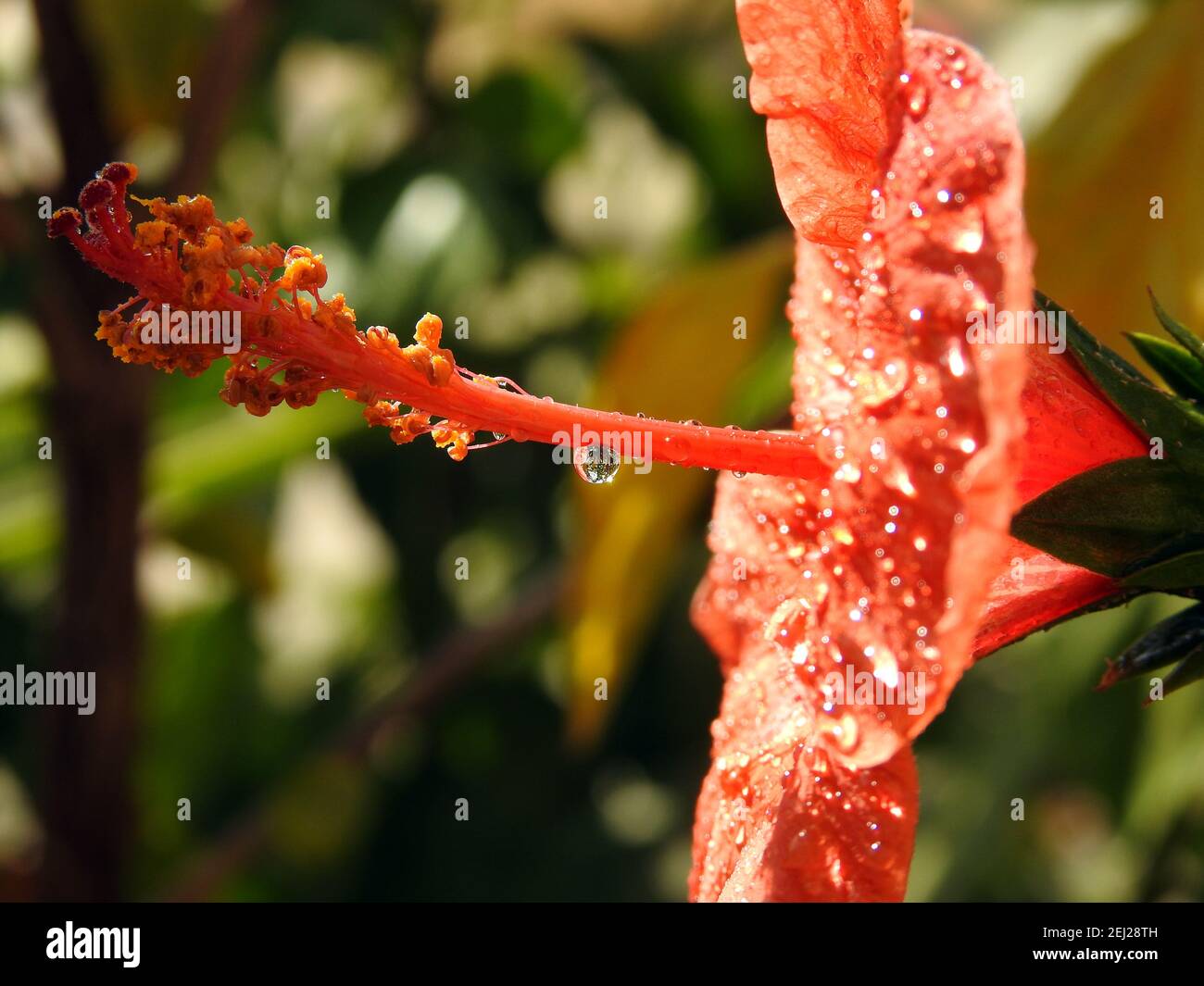 A close-up of a red hibiscus flower with water drops, red flower with dew drops on it, rain drops on red hibiscus Stock Photo