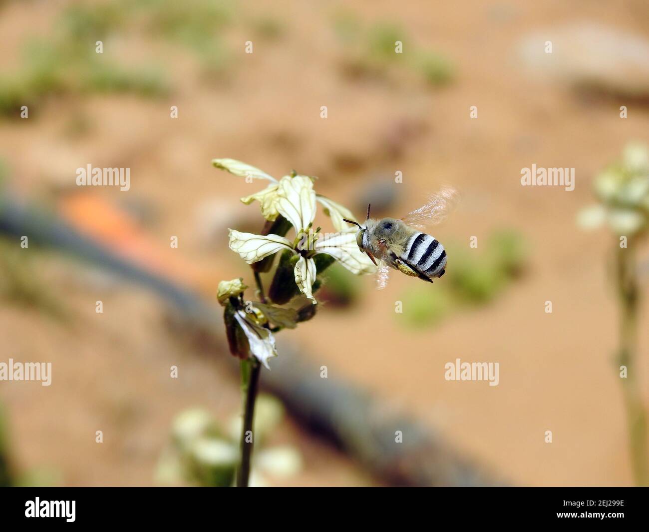 A small flying bee around an arugula flower , consuming the nectar of a flower Stock Photo
