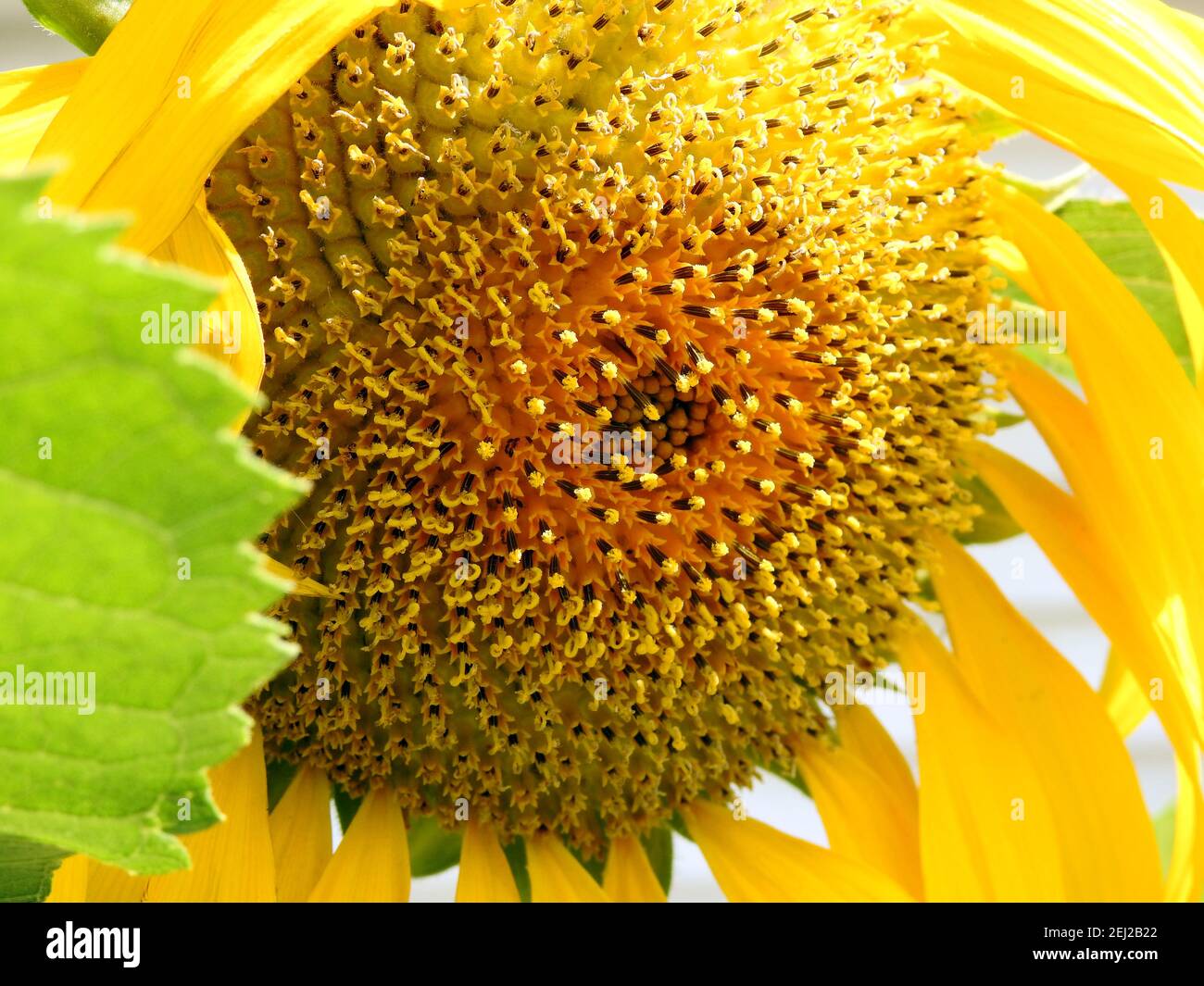 A close-up view for a growing common sunflower, Helianthus annuus Stock Photo