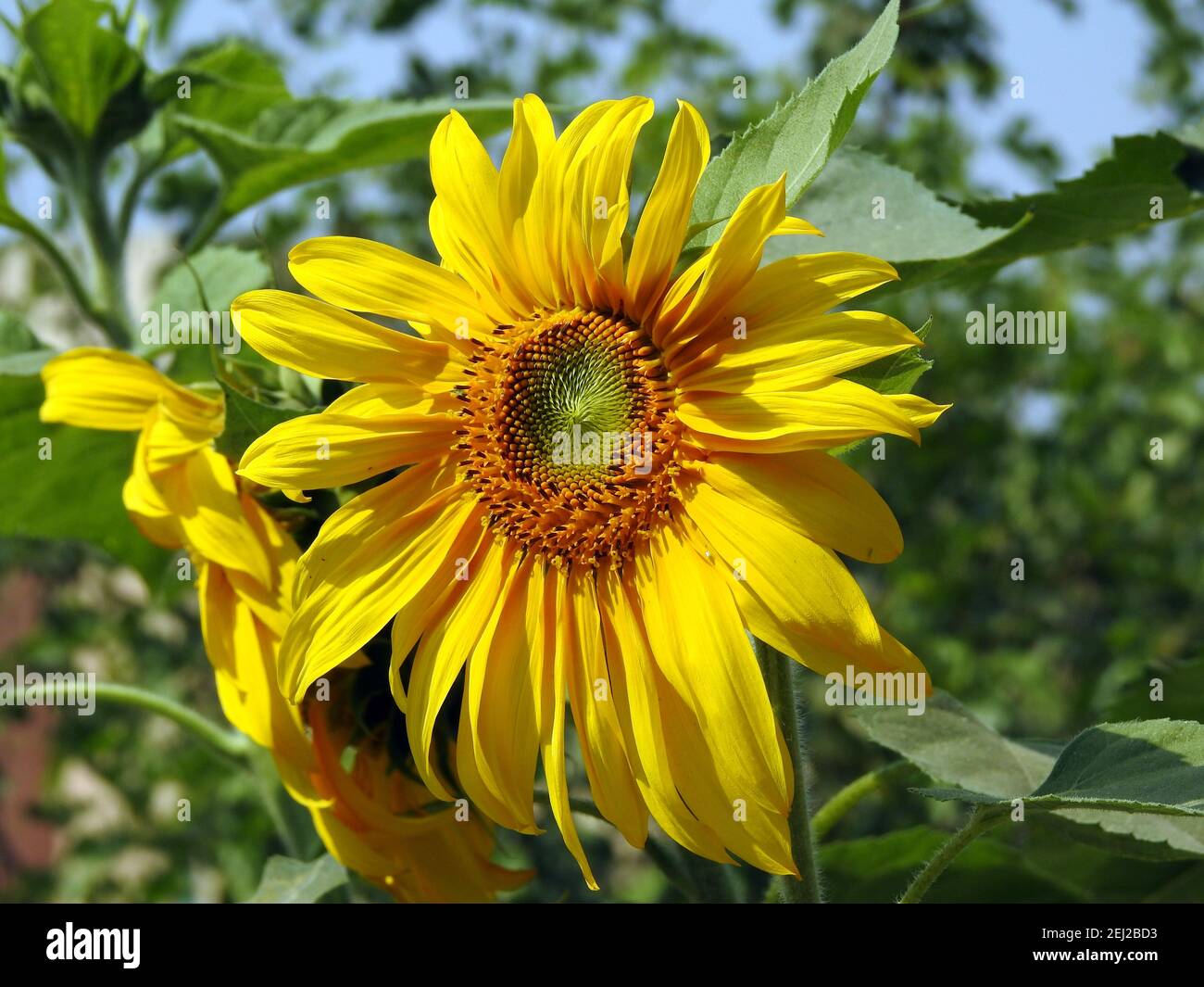A close-up view for a growing common sunflower, Helianthus annuus Stock Photo