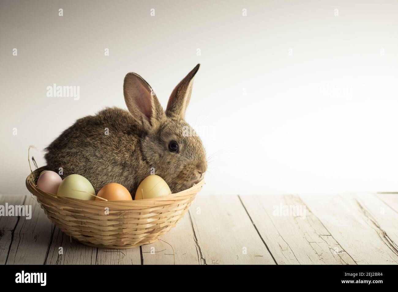 Easter bunny HD wallpapers  Pxfuel