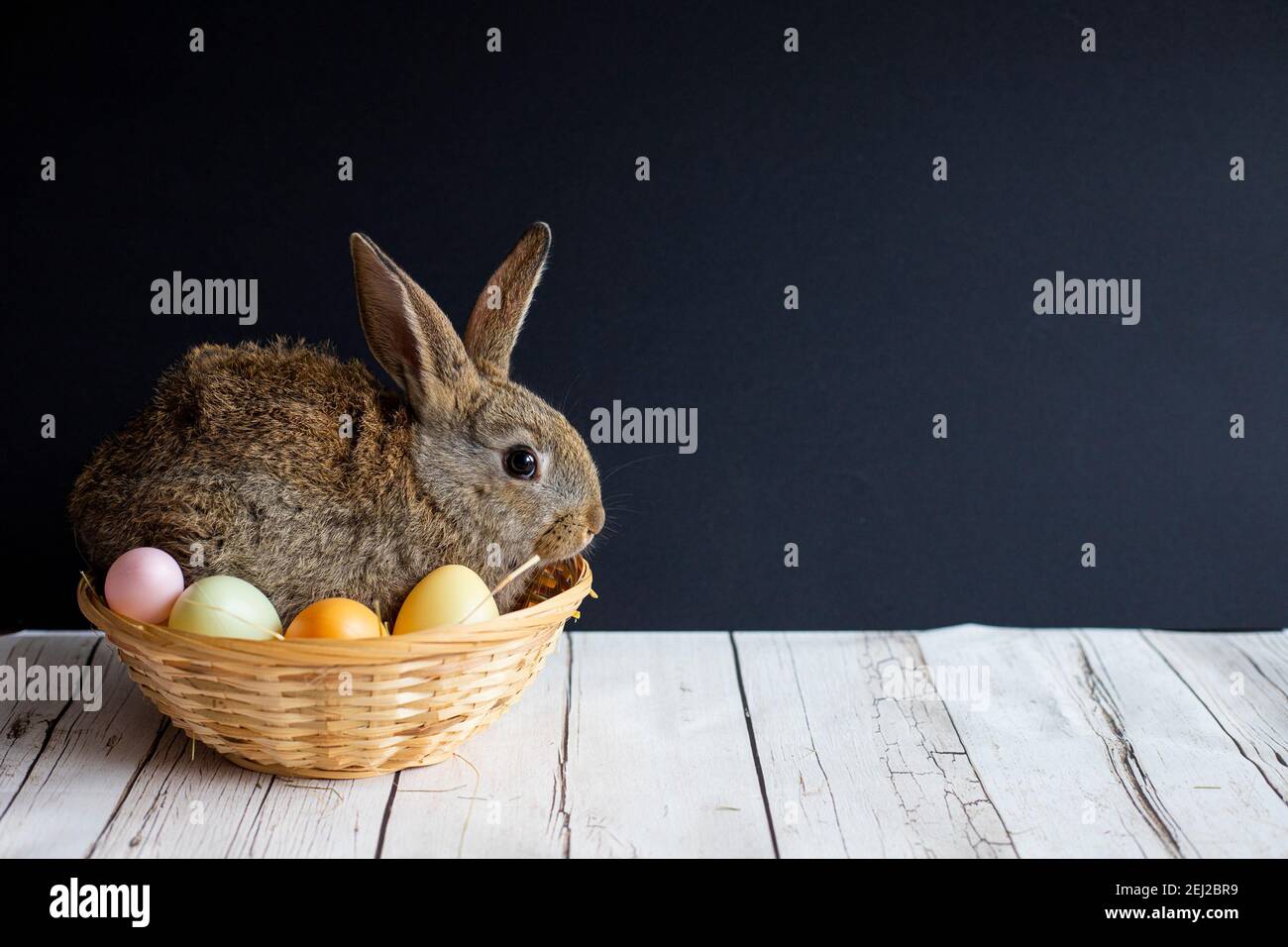 Cute Easter bunny nestled in a basket with colorful eggs on dark ...