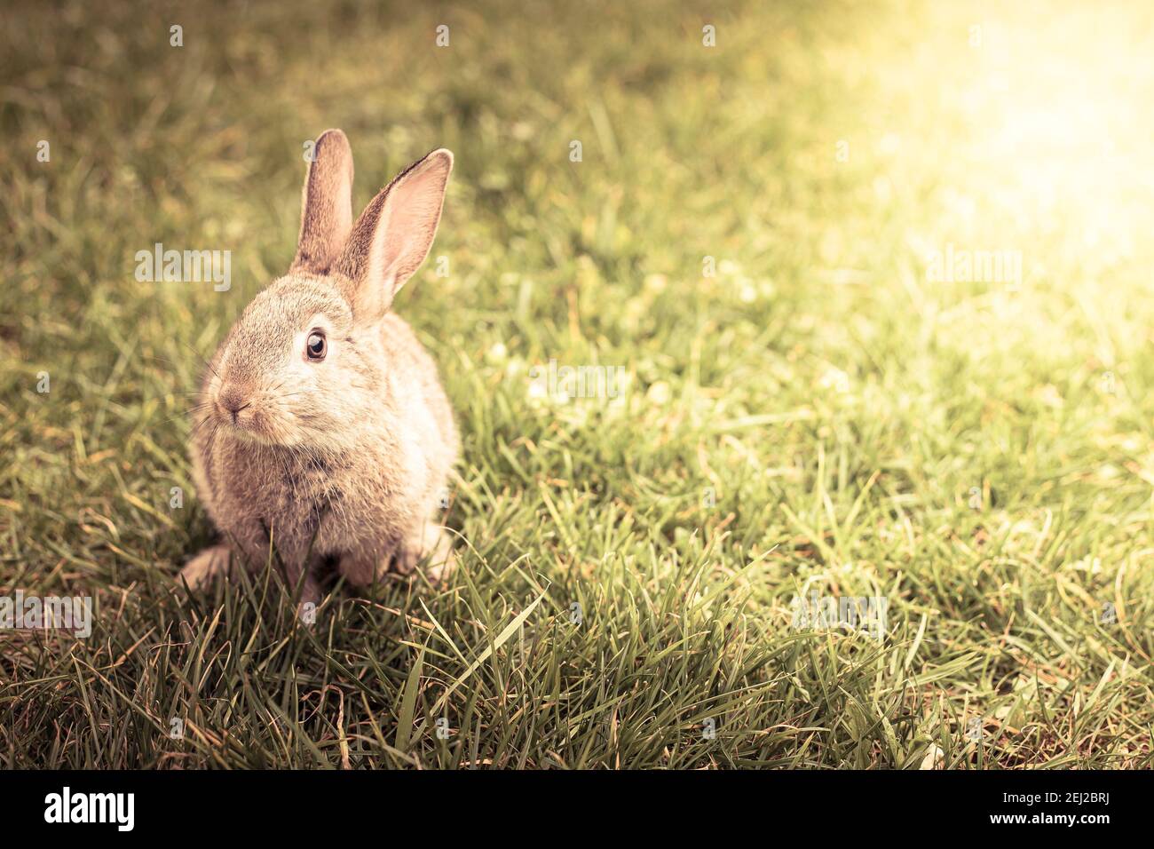Cute brown Easter bunny in the green grass. Spring background, wallpaper with copy space and sun flare or halo. Vintage tones. Stock Photo