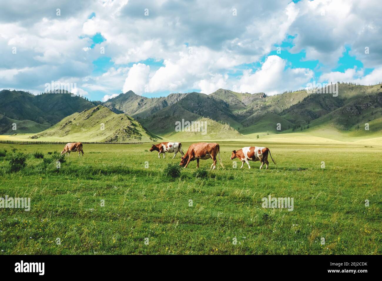 Idyllic summer pasture landscape with cows in the mountains stock photo