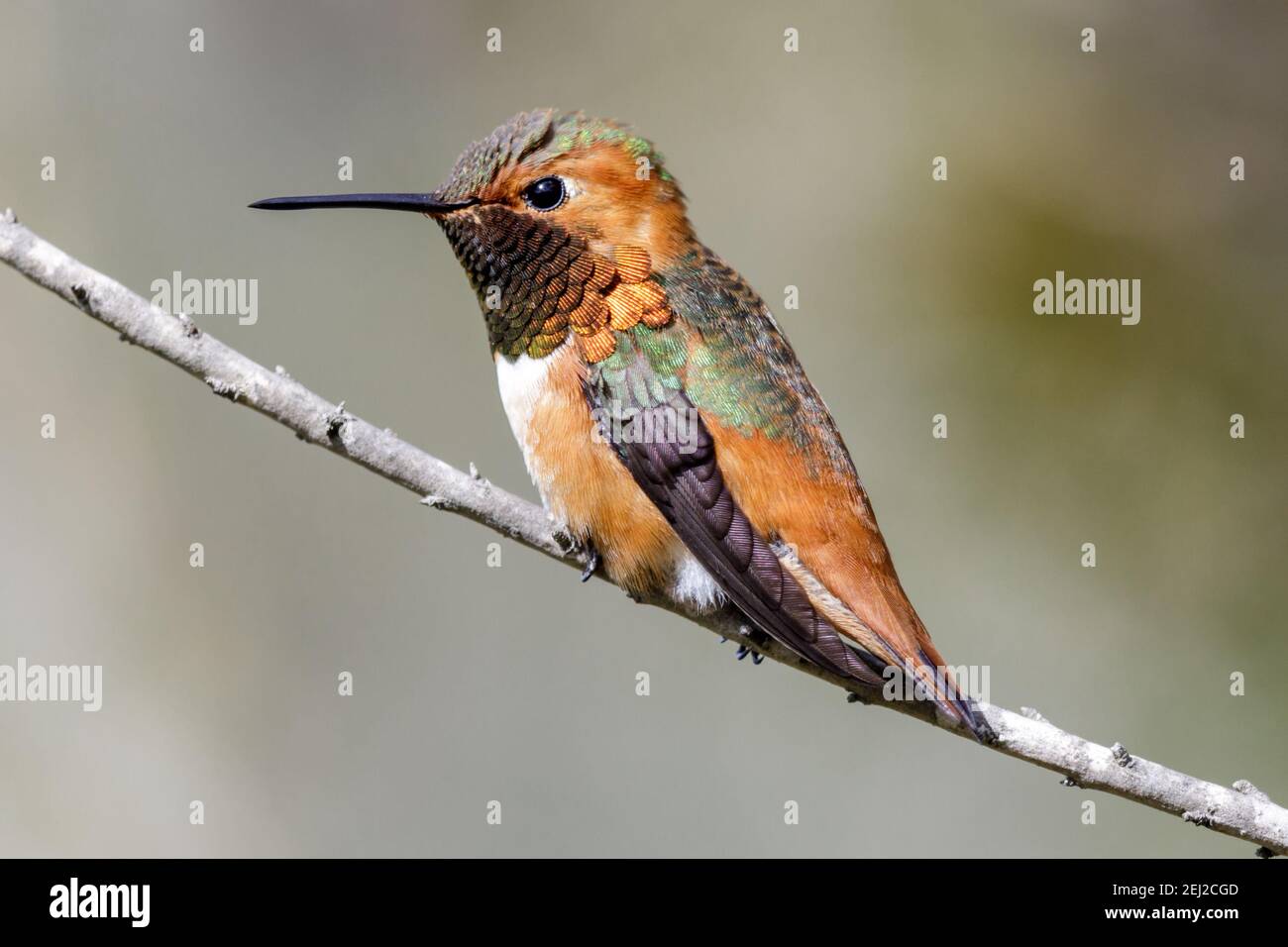 Allen's hummingbird male hi-res stock photography and images - Alamy