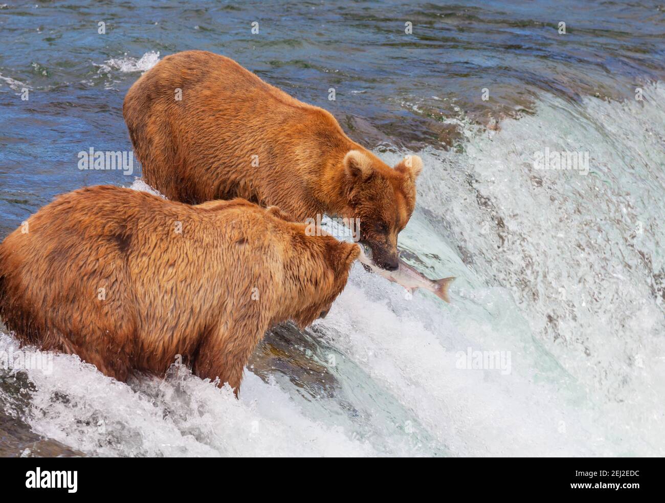 A grizzly bear hunting salmon at Brooks falls. Coastal Brown Grizzly ...