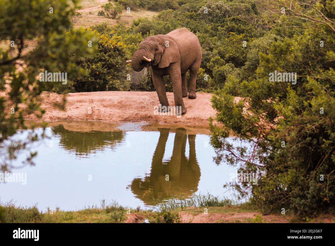 African elephant on a waterhole in the Amakhala Game Reserve in south africa, animal Stock Photo