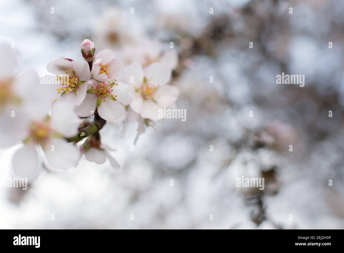 Blooming almonds in the garden. The concept of freshness, the onset of spring. Layout of a spring greeting card. Selective focus, gray-pink light past Stock Photo