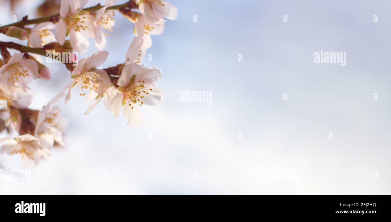 Blooming almonds in the garden. The concept of freshness, the onset of spring. Layout of a spring greeting card. Selective focus, gray-pink light past Stock Photo