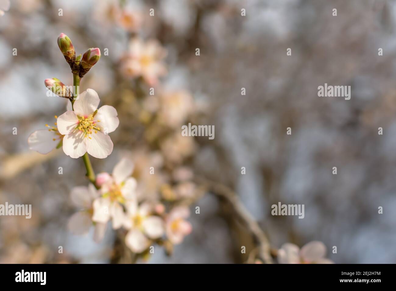 Blooming almonds in the garden. The concept of freshness, the onset of spring. Layout of a spring greeting card. Selective focus, gray-pink light past Stock Photo
