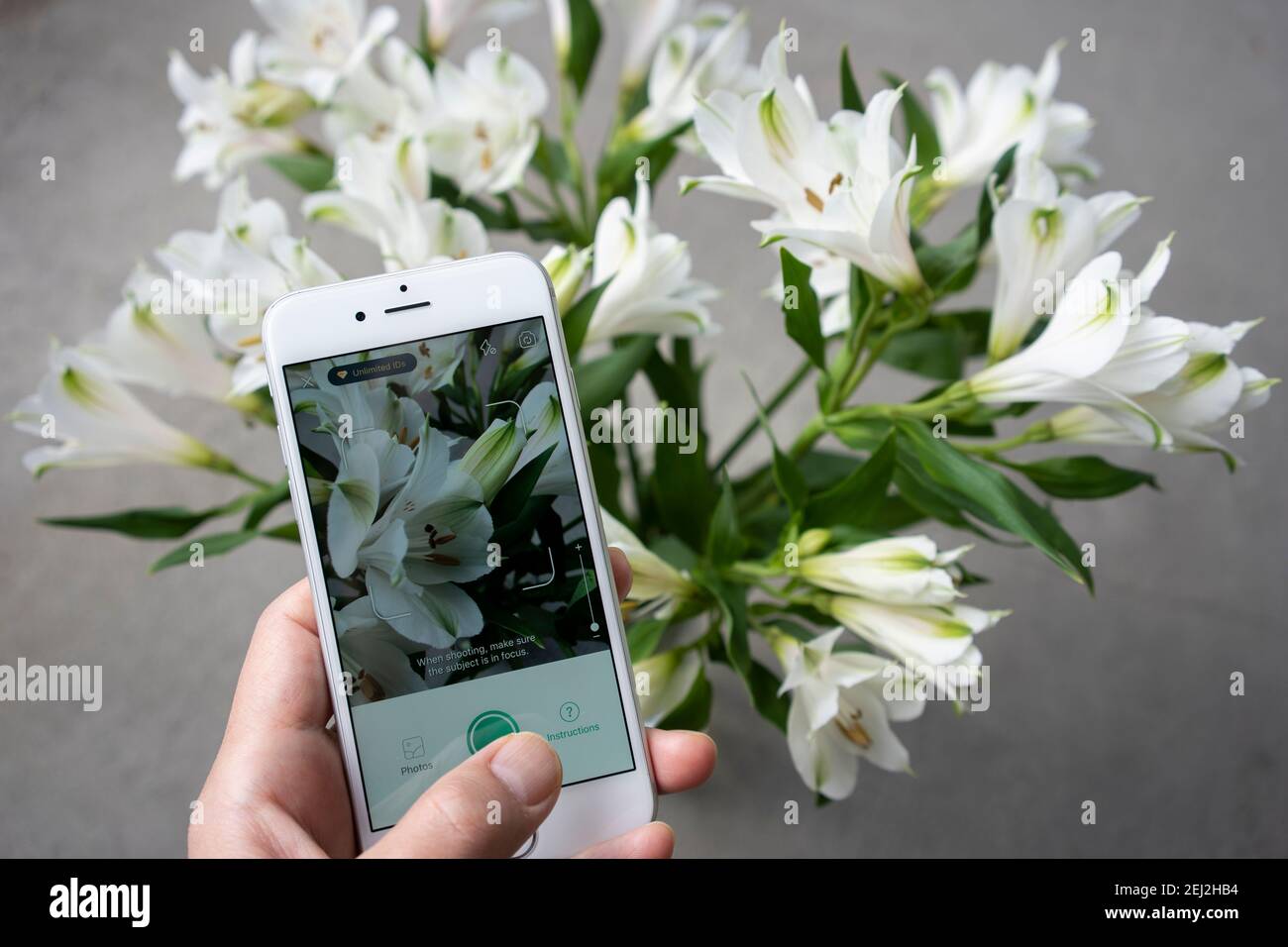 An anthophile tests the PictureThis app on an iPhone to identify a flower. The flower in the picture is Peruvian lily (lily of the Incas). Stock Photo