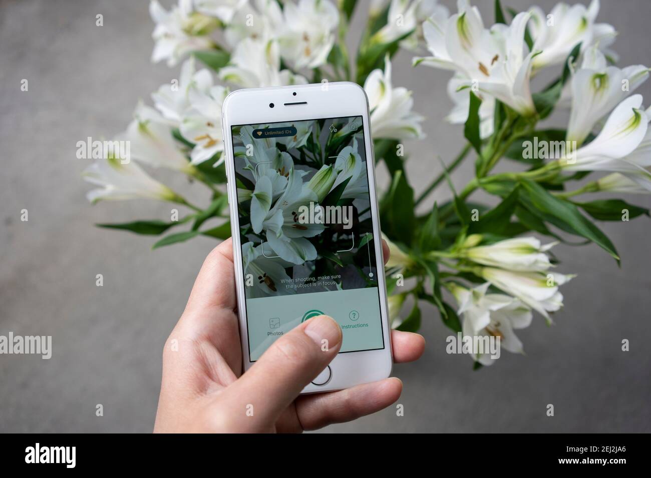 An anthophile tests the PictureThis app on an iPhone to identify a flower. The flower in the picture is Peruvian lily (lily of the Incas). Stock Photo